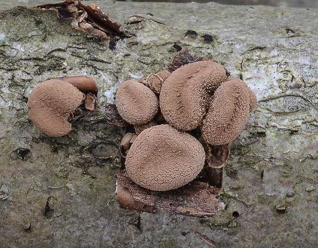 dutinovka otrubnatá Encoelia furfuracea (Roth) P. Karst.