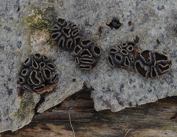 dutinovka Encoelia sp.