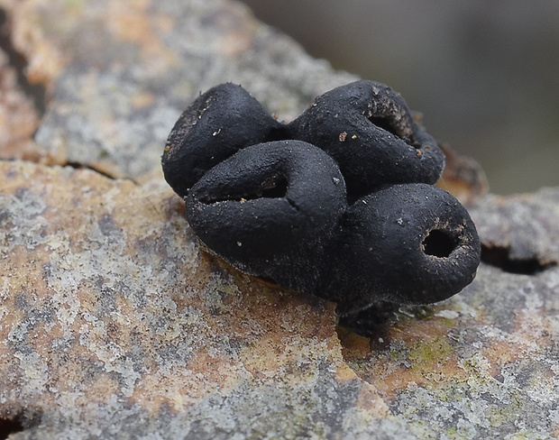 dutinovka Encoelia sp.