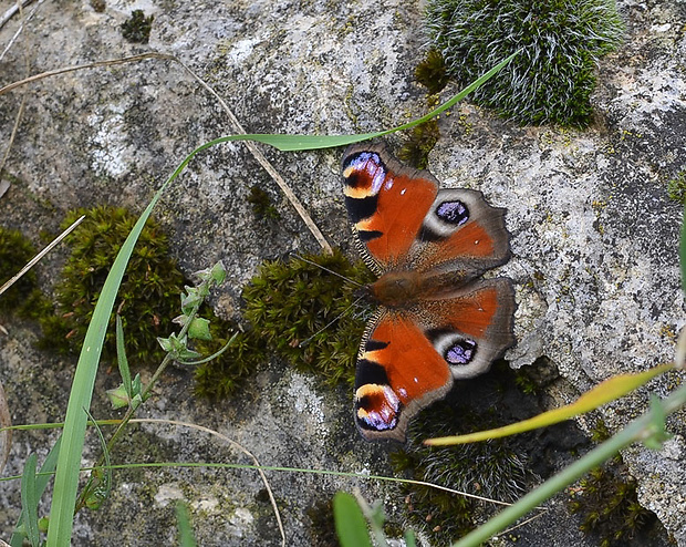 babôčka pávooká Aglais io