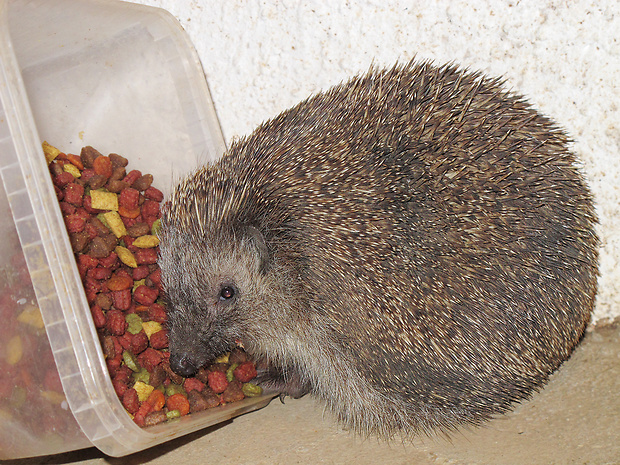 jež bledý Erinaceus roumanicus