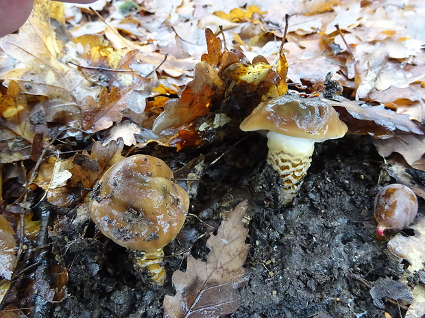 šťavnačka Persoonova Hygrophorus persoonii Arnolds