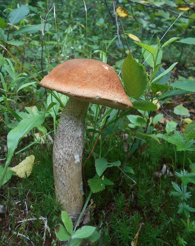 kozák osikový Leccinum albostipitatum den Bakker & Noordel.