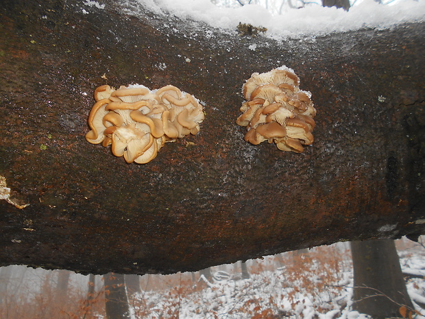 hliva ustricovitá Pleurotus ostreatus (Jacq.) P. Kumm.