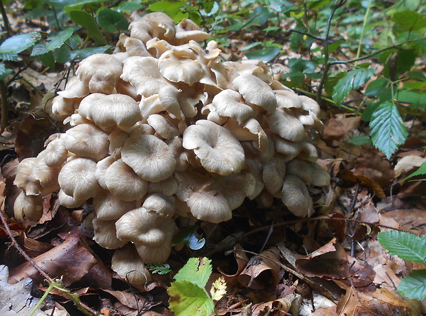 trúdnik klobúčkatý Polyporus umbellatus (Pers.) Fr.