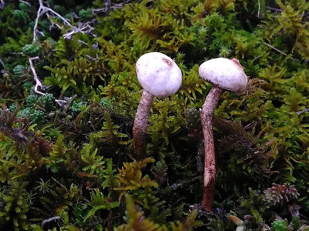 stopkovec zimný Tulostoma brumale Pers.