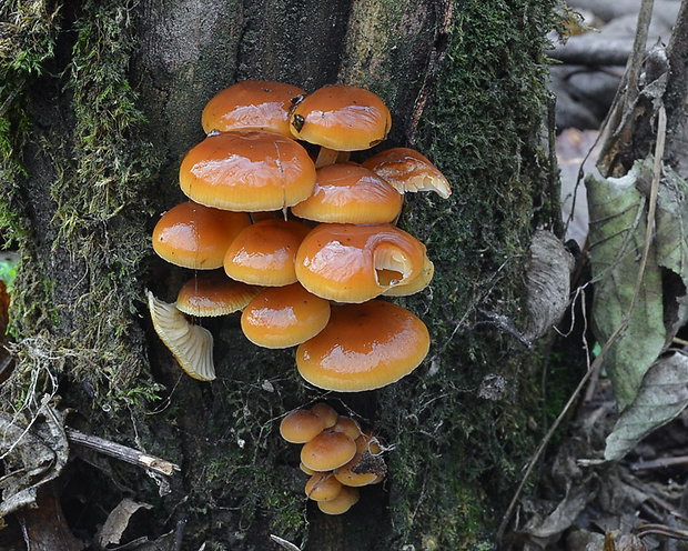 plamienka Flammulina sp.