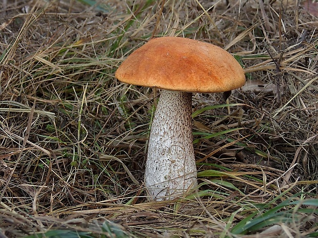 kozák osikový Leccinum albostipitatum den Bakker & Noordel.