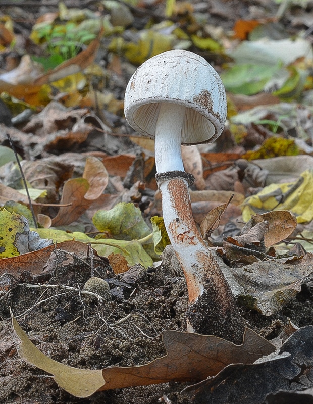 bedľovec Bresadolov Leucoagaricus americanus (Peck) Vellinga