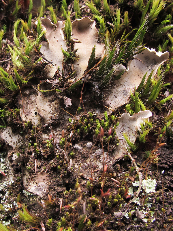 štítnatec Peltigera sp.