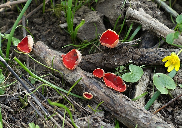 ohnivec Sarcoscypha sp.