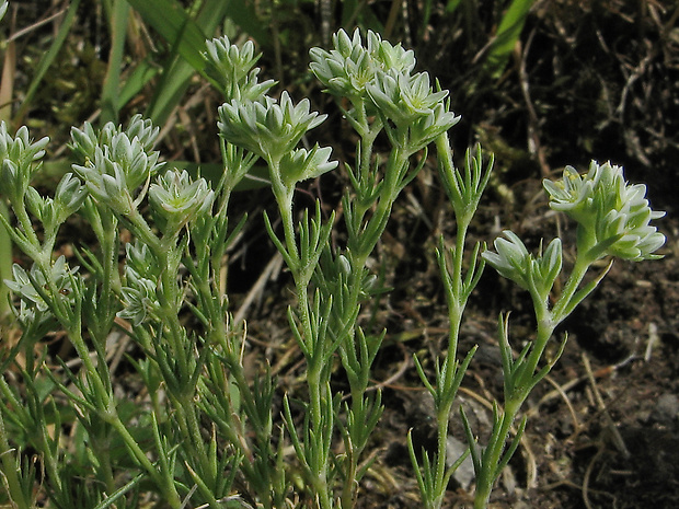 sklerant trváci Scleranthus perennis L.