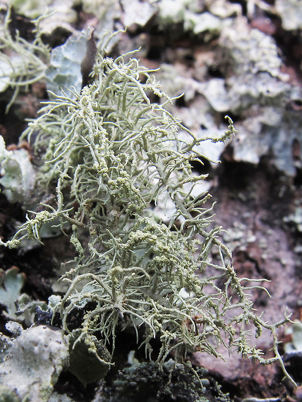 bradatec Usnea sp.