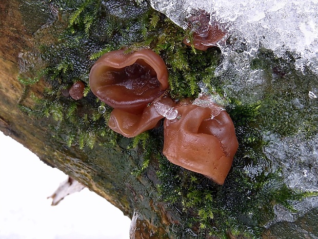 uchovec bazový Auricularia auricula-judae (Bull.) Quél.