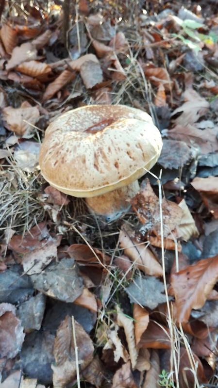 hríb smrekový Boletus edulis Bull.