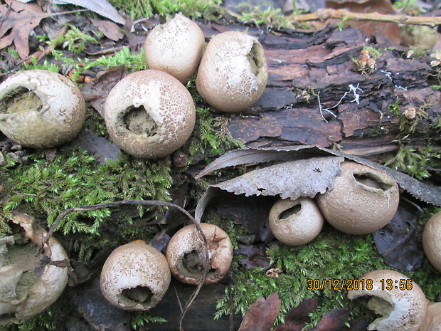 prášnica hruškovitá Lycoperdon pyriforme Schaeff.