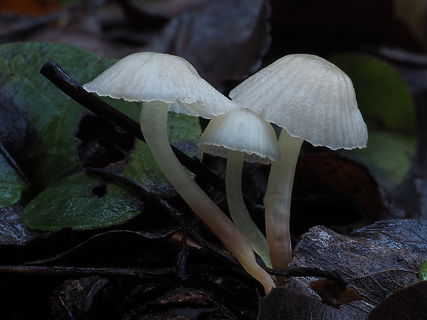 prilbička slizká Mycena epipterygia (Scop.) Gray