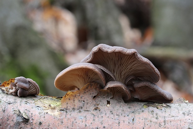 hliva ustricovitá Pleurotus ostreatus (Jacq.) P. Kumm.