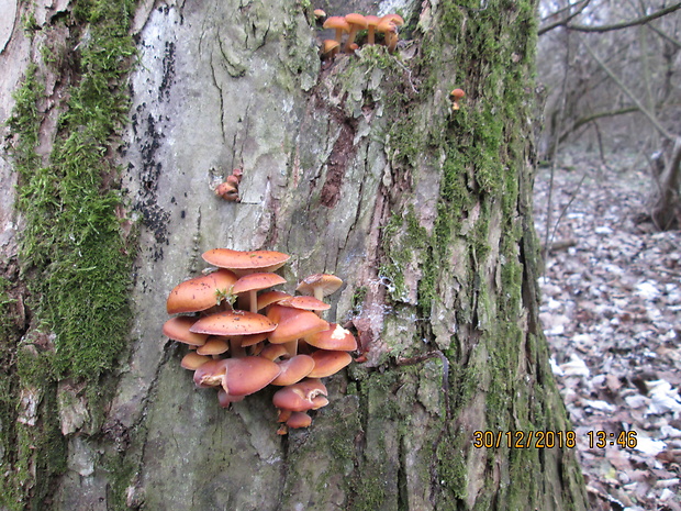 plamienka Flammulina sp.