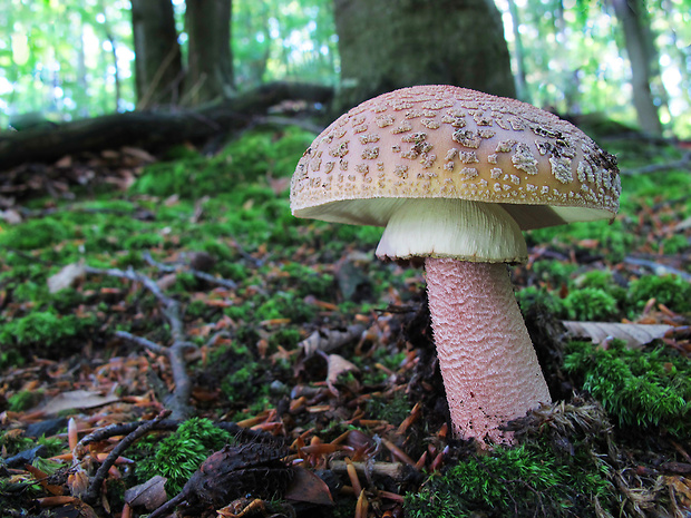 muchotrávka červenkastá Amanita rubescens Pers.