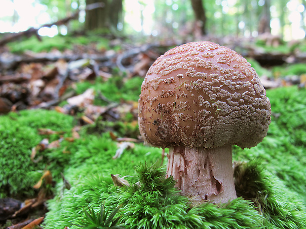 muchotrávka červenkastá Amanita rubescens Pers.