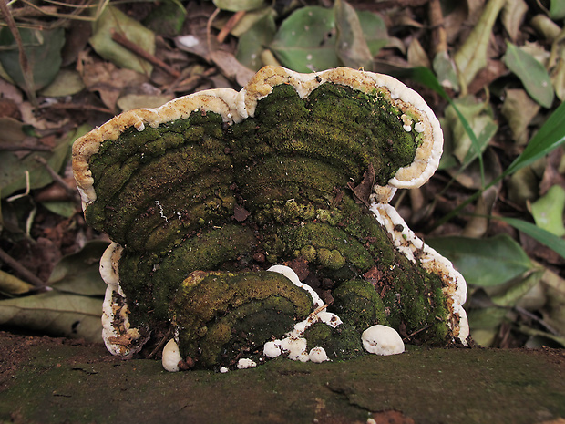 bazídiové huby Basidiomycota div.