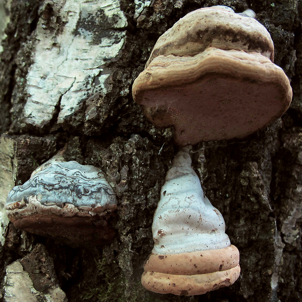 práchnovec kopytovitý Fomes fomentarius (L.) J.J. Kickx