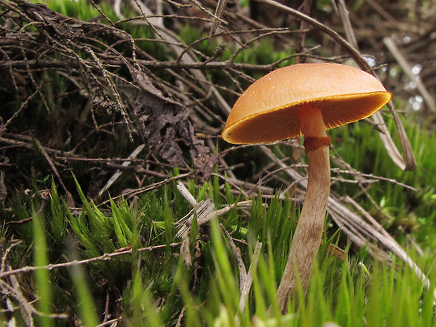 kapucňovka okrovohnedastá Galerina cf. marginata (Batsch) Kühner