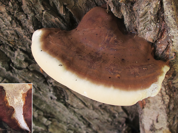 lesklokôrovka ??? Ganoderma sp.