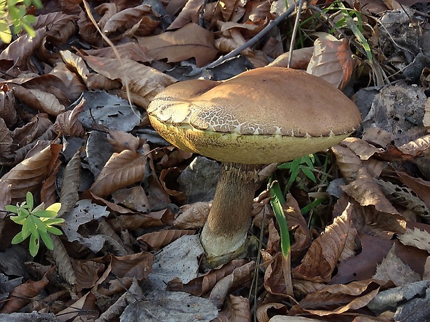 kozák dubový Leccinum aurantiacum (Bull.) Gray