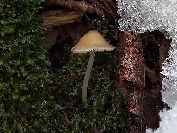 prilbička Mycena sp.