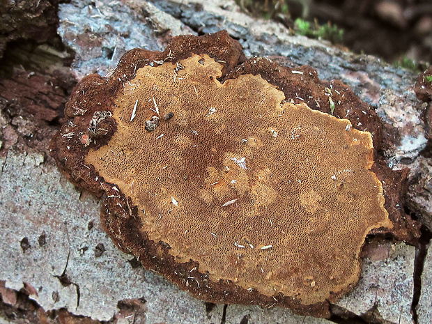 ohňovec ??? Phellinus sp.