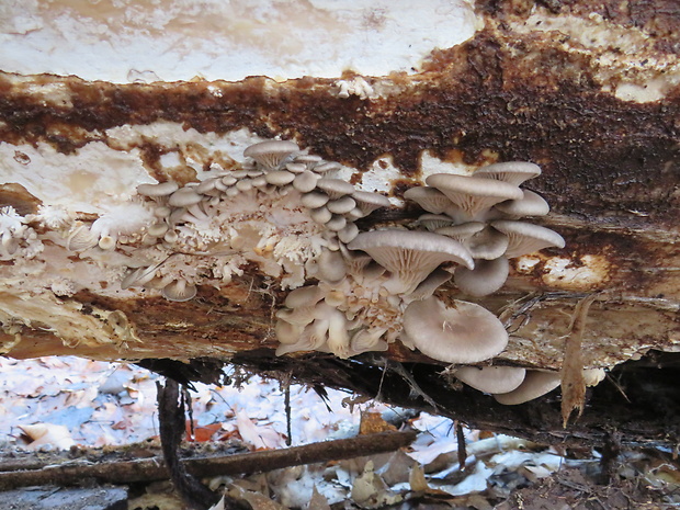 hliva ustricovitá Pleurotus ostreatus (Jacq.) P. Kumm.