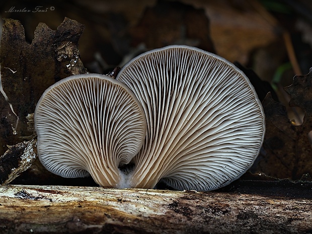 hliva ustricovitá Pleurotus ostreatus (Jacq.) P. Kumm.