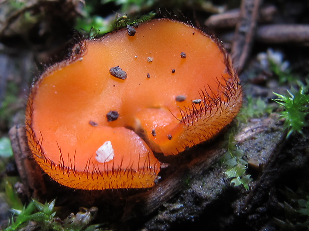 štítovnička Scutellinia sp.