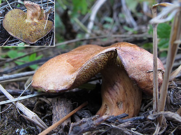 masliak kravský Suillus bovinus (Pers.) Roussel