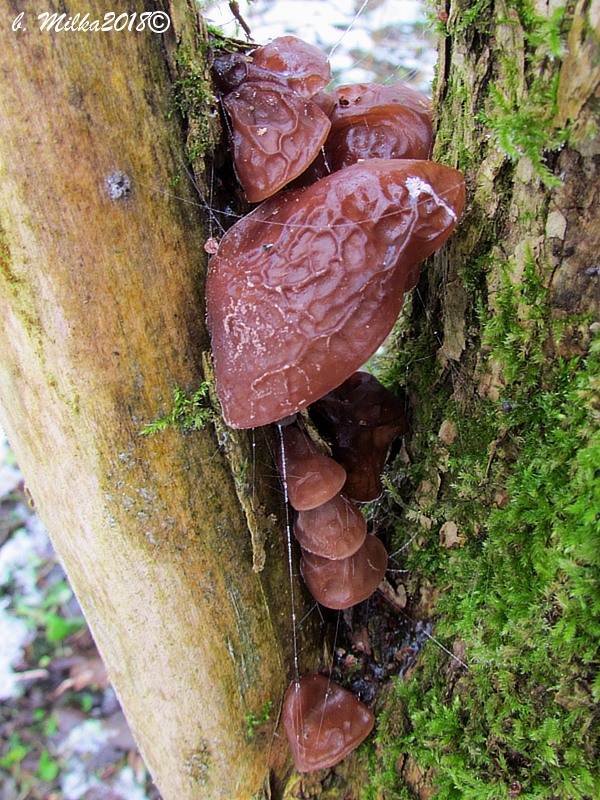 uchovec bazový Auricularia auricula-judae (Bull.) Quél.