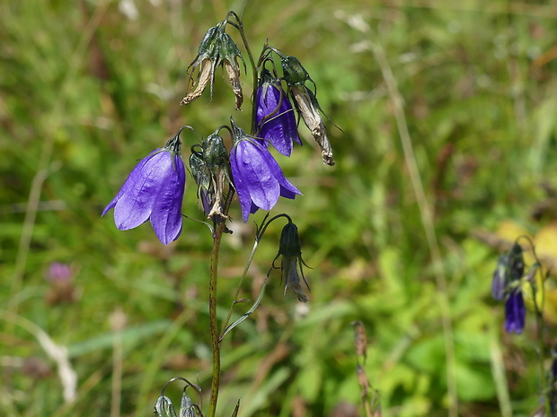 zvonček hrubokoreňový Campanula serrata (Kit. ex Schult.) Hendrych