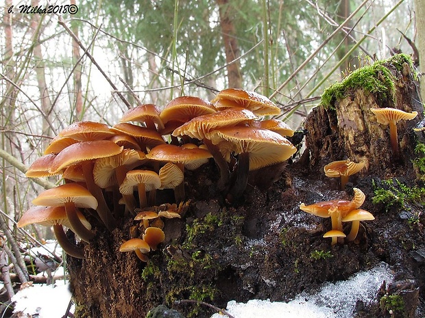 plamienka Flammulina sp.