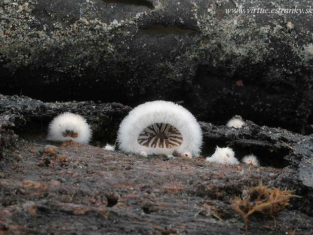 klanolupeňovka obyčajná Schizophyllum commune Fr.