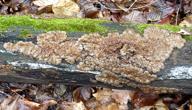 uchovka pásikavá Auricularia mesenterica (Dicks.) Pers.