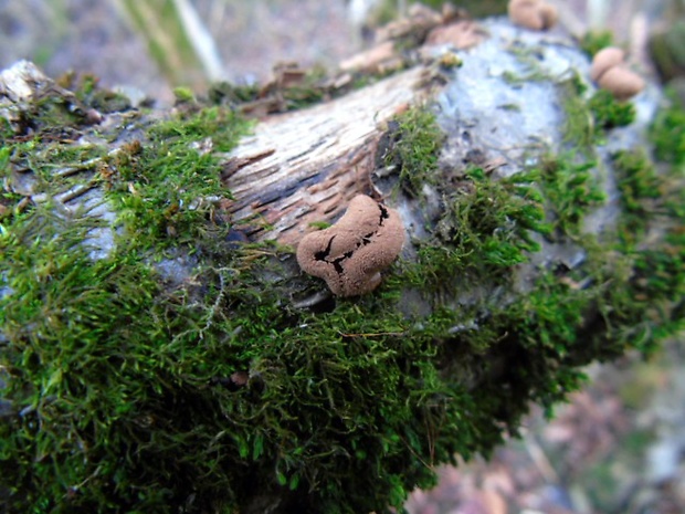 dutinovka otrubnatá Encoelia furfuracea (Roth) P. Karst.