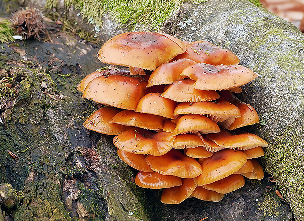 plamienka zimná dlhospóra Flammulina elastica (Lasch) Redhead & R.H. Petersen