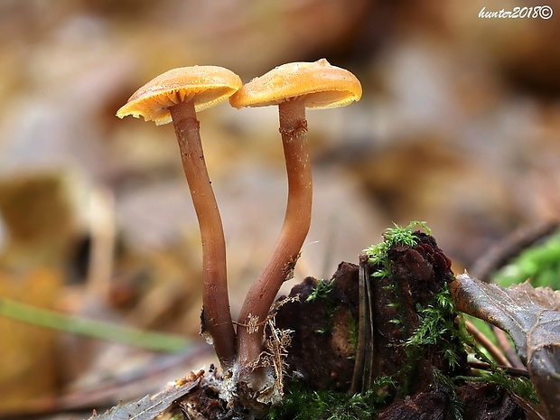 kapucňovka okrovohnedastá Galerina marginata (Batsch) Kühner