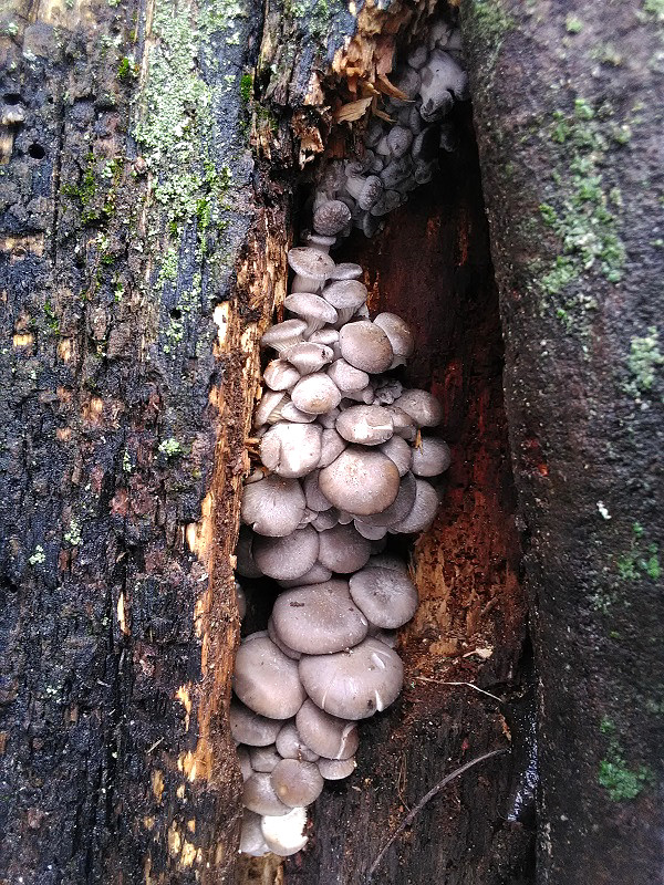 hliva ustricovitá Pleurotus ostreatus (Jacq.) P. Kumm.