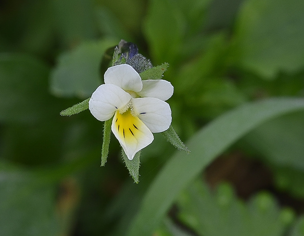 fialka Viola sp.