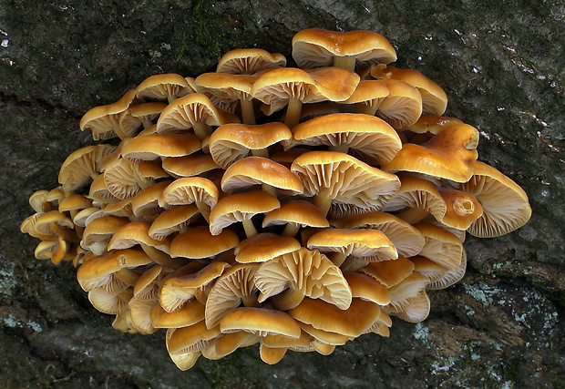 plamienka Flammulina sp.