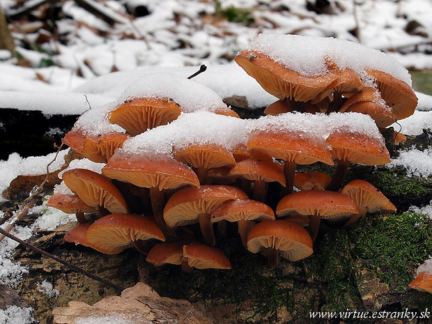 plamienka Flammulina sp.