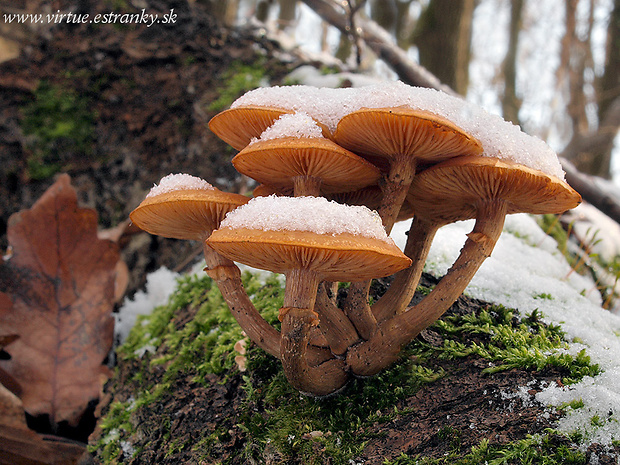 kapucňovka okrovohnedastá Galerina marginata (Batsch) Kühner