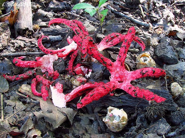 mrežovka kvetovitá Clathrus archeri (Berk.) Dring